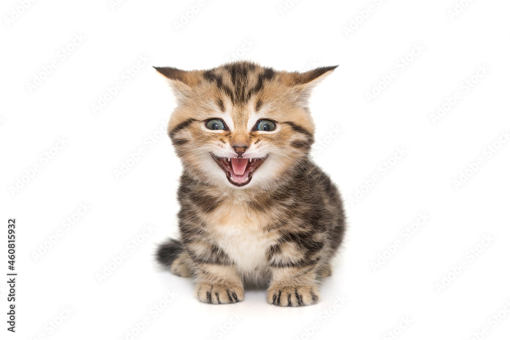 Funny Scottish kitten meows loudly