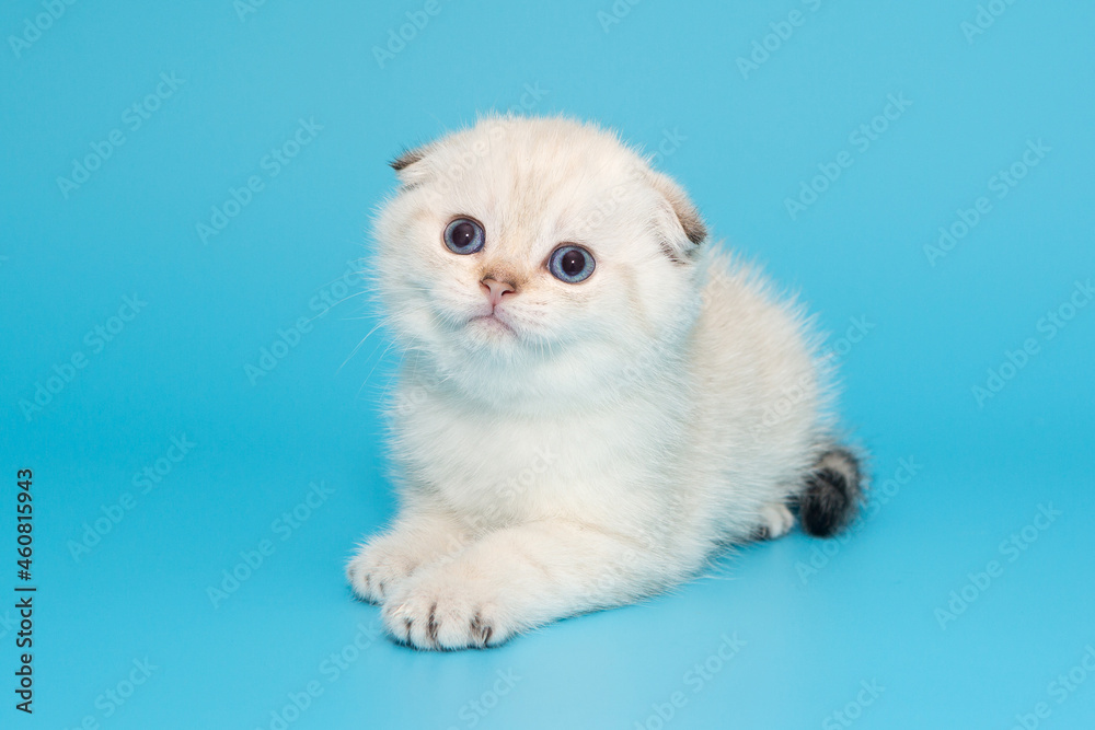 Scottish fold kitten white Scottish fold kitten white