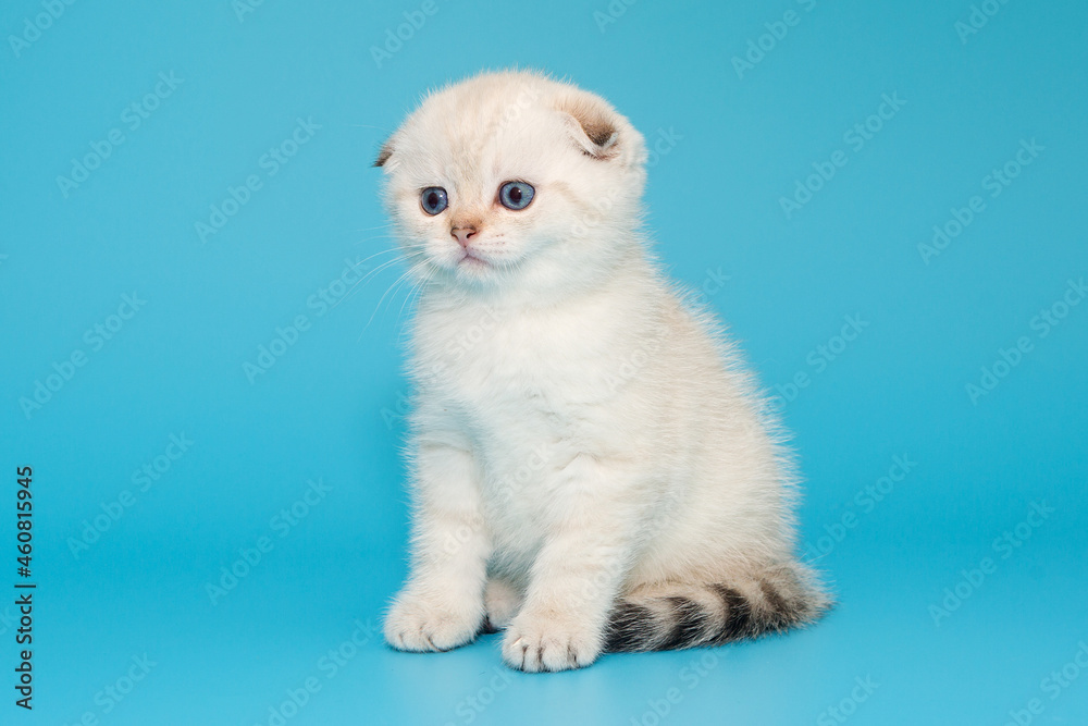 Scottish fold kitten white