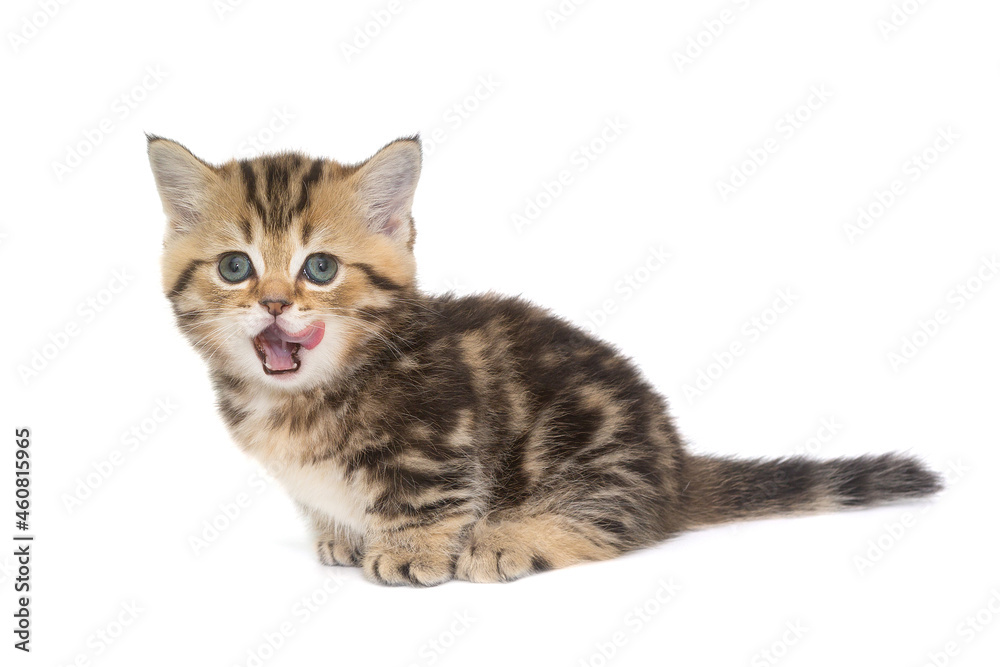 Small striped Scottish kitten  licking
