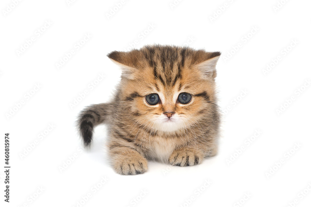 Obraz premium Small striped Scottish kitten of golden color