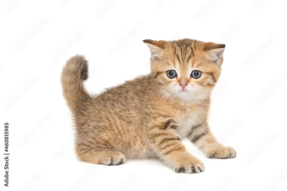 Small striped Scottish kitten of golden color