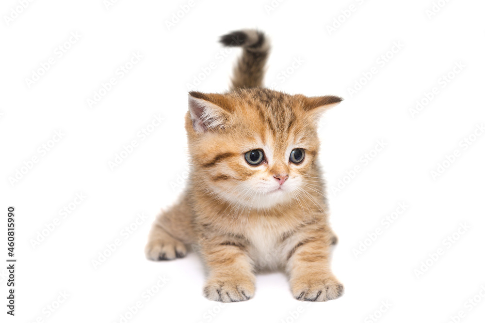 Small striped Scottish kitten of golden color