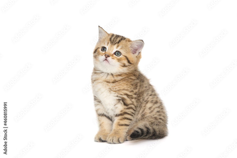 Small striped Scottish kitten