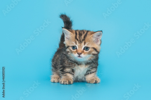 Small Scottish, striped, red kitten