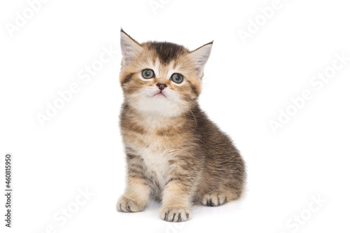 Fototapeta Naklejka Na Ścianę i Meble -  Small short-legged Scottish kitten