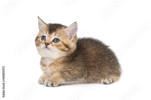 Small short-legged Scottish kitten © Okssi