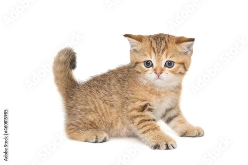 Small striped Scottish kitten of golden color