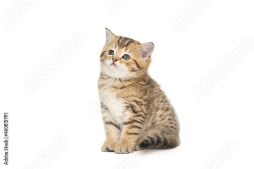 Small striped Scottish kitten © Okssi