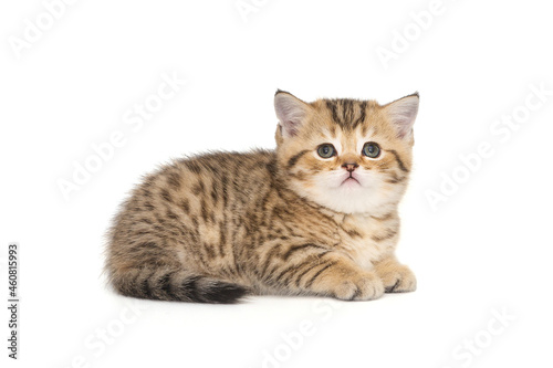 Small striped Scottish kitten of golden color © Okssi