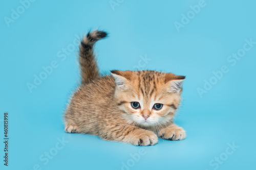 Small, playful, striped, Scottish kitten