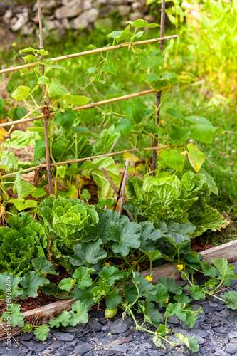 Cultures associ  es de l  gumes   choux chinois  melons  concombres  dans un potager familial