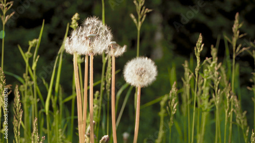 Shooting of dandelion on sunlight in the summer