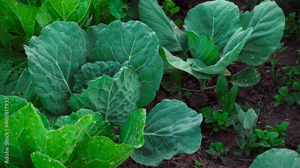 Naklejka premium Shooting of unripe green cabbage in garden