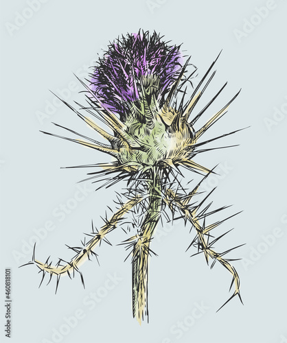Freehand drawing with watercolor paints of wild thistle flower with thorns