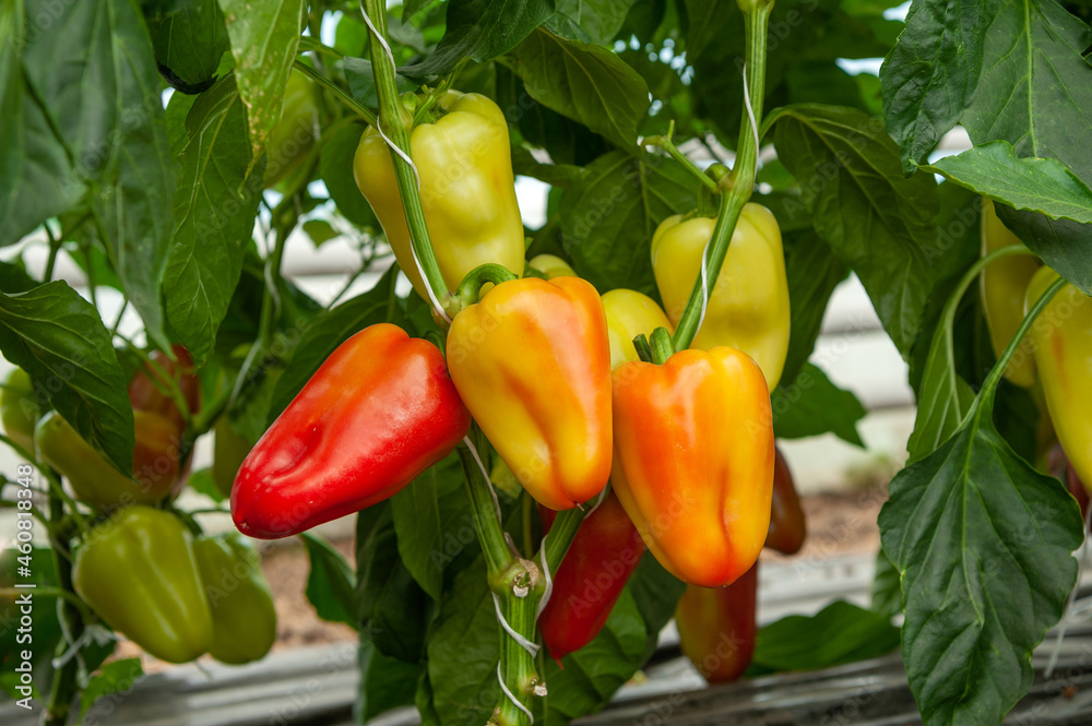 Bell peppers on the plant is ripe Bell peppers on the plant is ripe