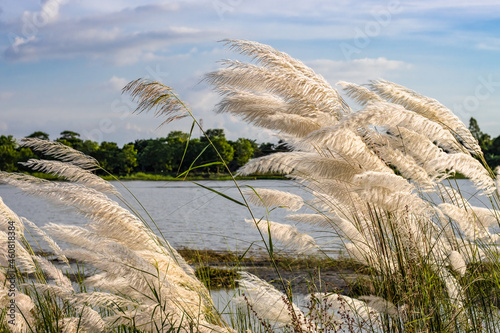 A bunch of kans grass or catkin flowers near the river in a rural village