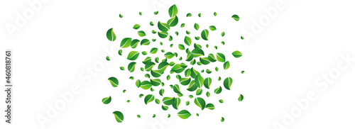 Green Leaves Spring Vector Panoramic White