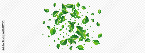 Lime Leaves Motion Vector Panoramic Transparent
