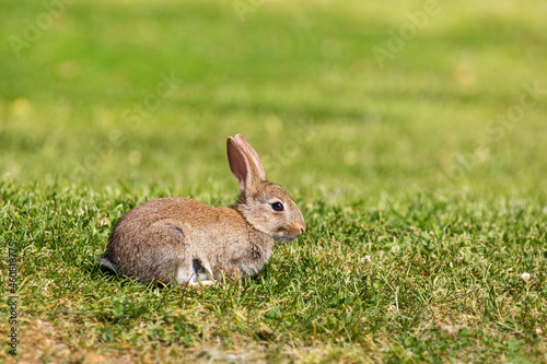 Wild European rabbit, oryctolagus cuniculus, on green grass background, Hampshire, UK © Rixie