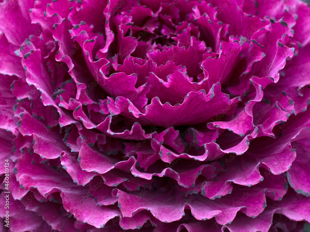 Obraz premium Close up of decorative cabbage, ornamental cabbage plants.
