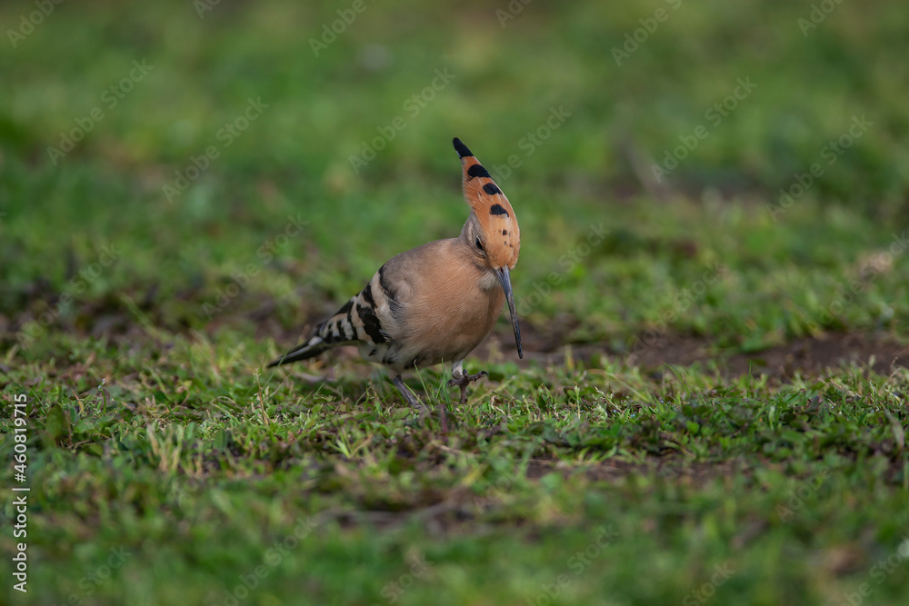 Eurasian Hoopoe (Upupa epops) feeding on grass Eurasian Hoopoe (Upupa epops) feeding on grass