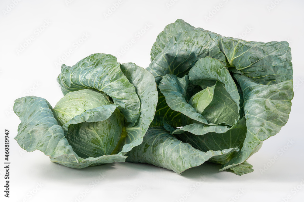 Obraz premium white cabbage ripe on a white background and in the beds