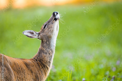 Young adult white-tailed deer on a clover field during autumn in Southern Finland