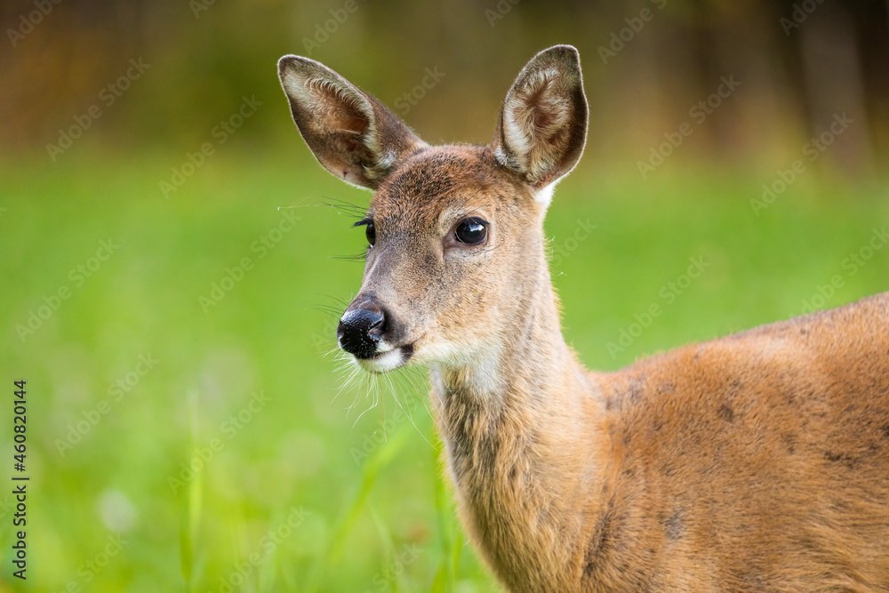 Young adult white-tailed deer on a clover field during autumn in Southern Finland Young adult white-tailed deer on a clover field during autumn in Southern Finland