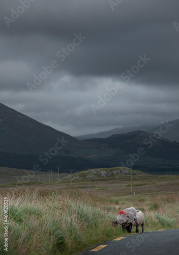 Sheep on road. Ireland peet and heather fields. Mountains. Connemara. 