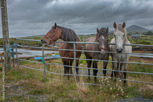 Horses Ireland peet and heather fields. Mountains. Connemara. 