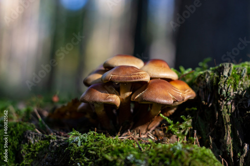 Mushrooms in moss