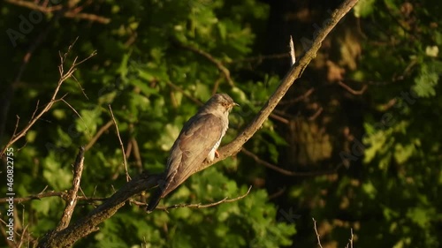Wallpaper Mural common cuckoo (cuculus canorus) sits on a tree branch on a blurred green background. natural sound Torontodigital.ca