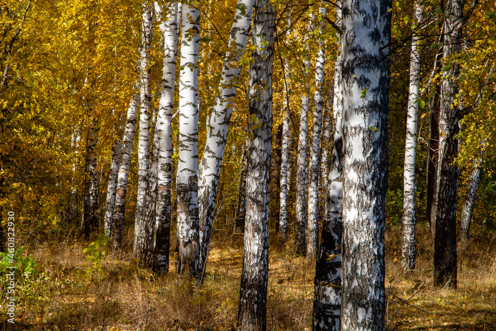 Fototapeta premium birch grove on a clear autumn day