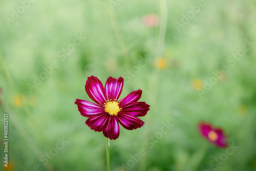 Cosmos Flowers Bloom Against Blue Sky Background, Close-Up of Cosmos Flower Blossom in The Morning. Selective Focus of Natural Cosmos Flower Plant Blooming at Outdoors Garden in The Spring Season.