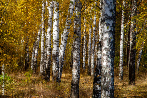 birch grove on a clear autumn day