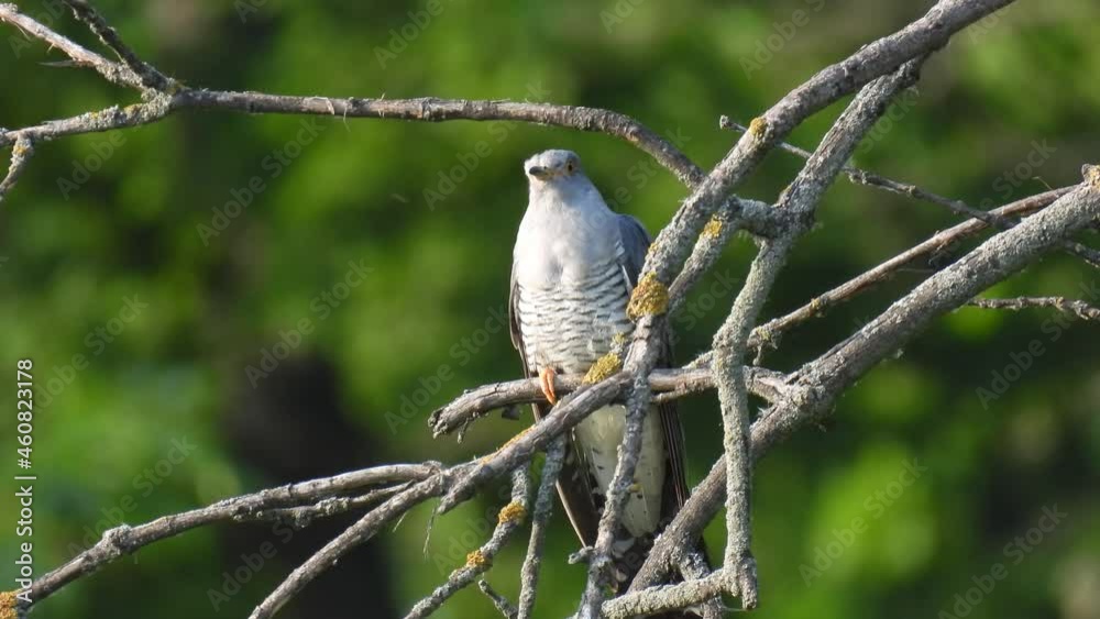 common cuckoo (cuculus canorus) sits on a tree branch on a blurred green background. natural sound common cuckoo (cuculus canorus) sits on a tree branch on a blurred green background. natural sound