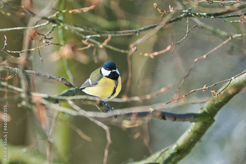 Naklejka premium one greathungry great tit in the winter tit on a tree at a cold and sunny winter day