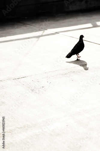 pigeon in silhouette