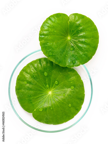 Close up centella asiatica leaves with rain drop in petri dish isolated on white background top view. photo