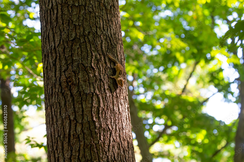 The eastern chipmunk (Tamias striatus) in the park