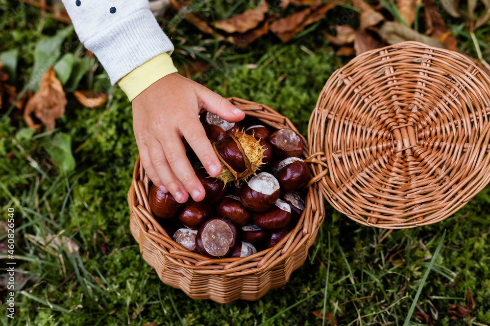Obraz na płótnie Ręka małej dziewczynki nad koszykiem pełnym owoców kasztanowca, kasztany w koszyku wiklinowym  w salonie