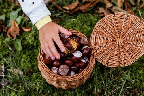 Ręka małej dziewczynki nad koszykiem pełnym owoców kasztanowca, kasztany w koszyku wiklinowym 