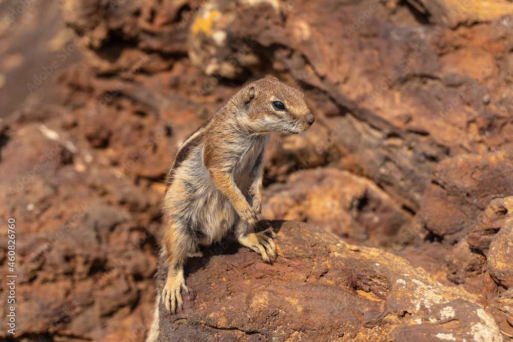 Wild squirrels in the Crater of the Calderon Hondo volcano near Corralejo, north coast of the island of Fuerteventura, Canary Islands. Spain Wild squirrels in the Crater of the Calderon Hondo volcano near Corralejo, north coast of the island of Fuerteventura, Canary Islands. Spain