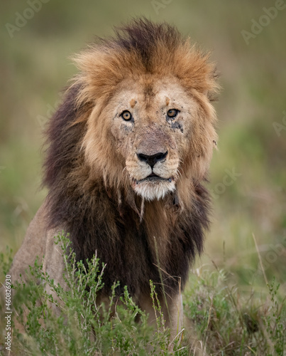 A lion in Africa Fototapet