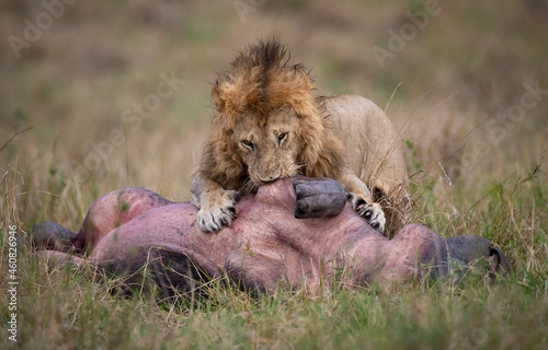 Photo Lion hunting a hippo in Africa