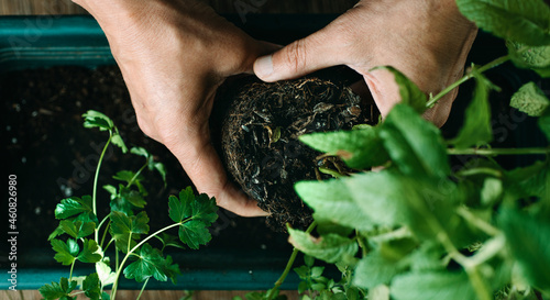 Φωτογραφία man is replanting a mint plant, web banner