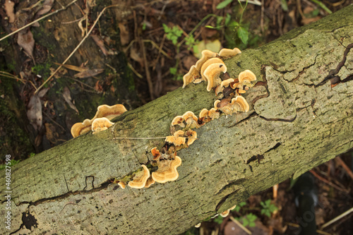 Fungi in closeup, autumn forest 