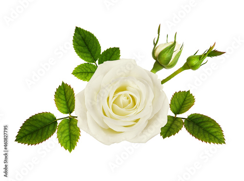 Fototapeta Naklejka Na Ścianę i Meble -  White rose flower, buds and green leaves in a floral arrangement isolated