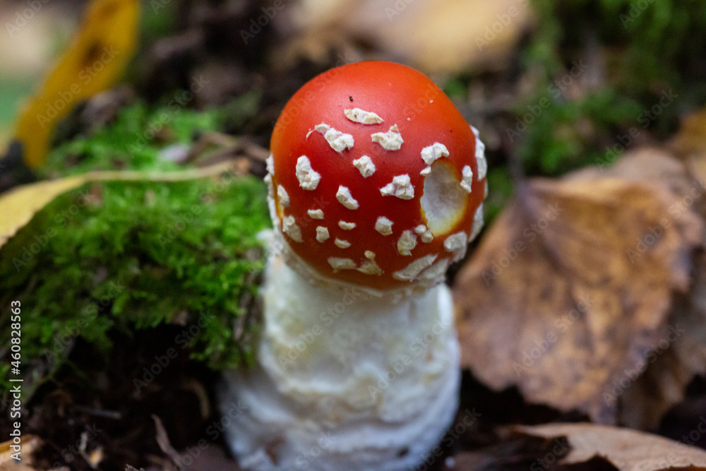 Mushroom Amanita muscaria, a red mushroom grows in autumn in the forest, October. Hallucinogenic mushrooms Mushroom Amanita muscaria, a red mushroom grows in autumn in the forest, October. Hallucinogenic mushrooms